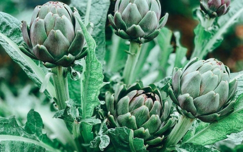 ĐỐI VỚI VẬT NUÔI, ATISO CÓ NHỮNG CÔNG DỤNG ĐẶC BIỆT GÌ?